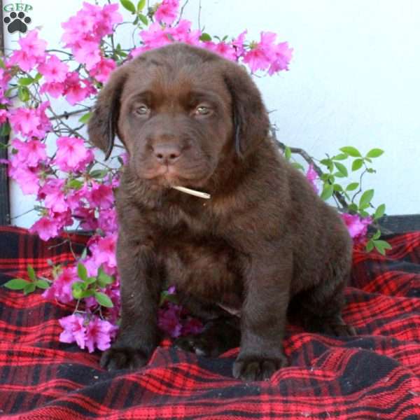Chester, Chocolate Labrador Retriever Puppy