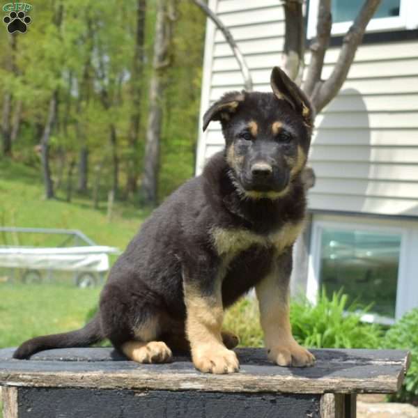 Chex, German Shepherd Puppy