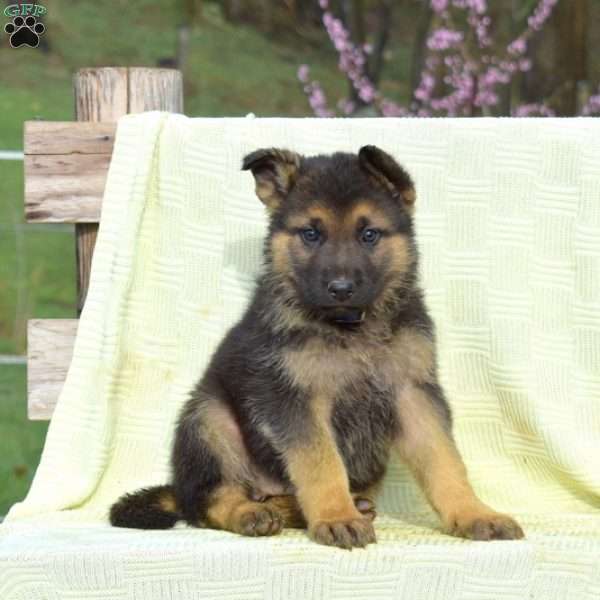 Chief, German Shepherd Puppy