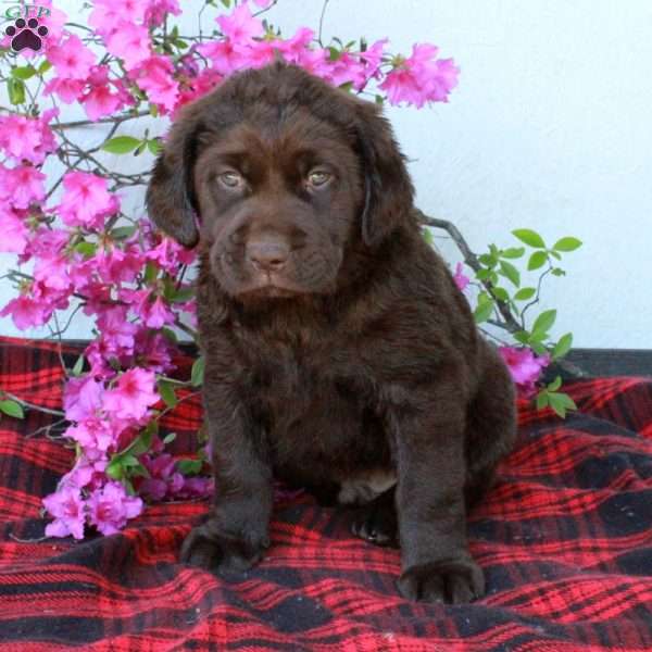 Chipper, Chocolate Labrador Retriever Puppy