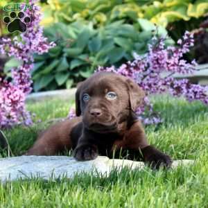 Cindy, Chocolate Labrador Retriever Puppy