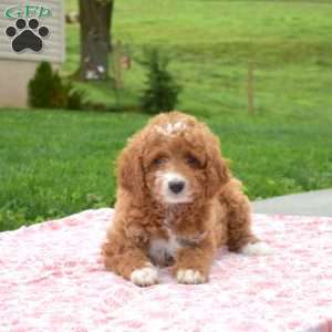 Cinnamon, Miniature Poodle Puppy