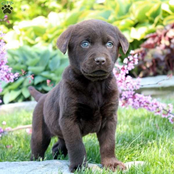 Clark, Chocolate Labrador Retriever Puppy