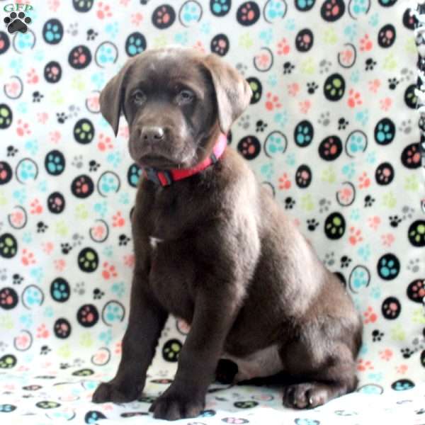Cody, Chocolate Labrador Retriever Puppy