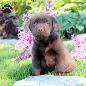 Cody, Chocolate Labrador Retriever Puppy