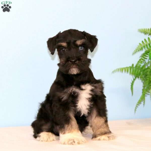 Cody, Miniature Schnauzer Puppy
