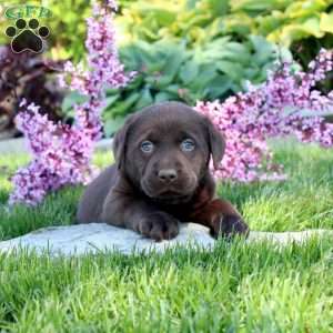 Colby, Chocolate Labrador Retriever Puppy