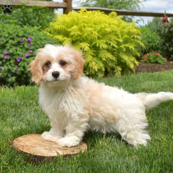 Colby, Cavachon Puppy