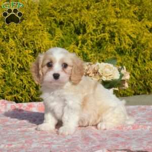 Colby, Cavachon Puppy