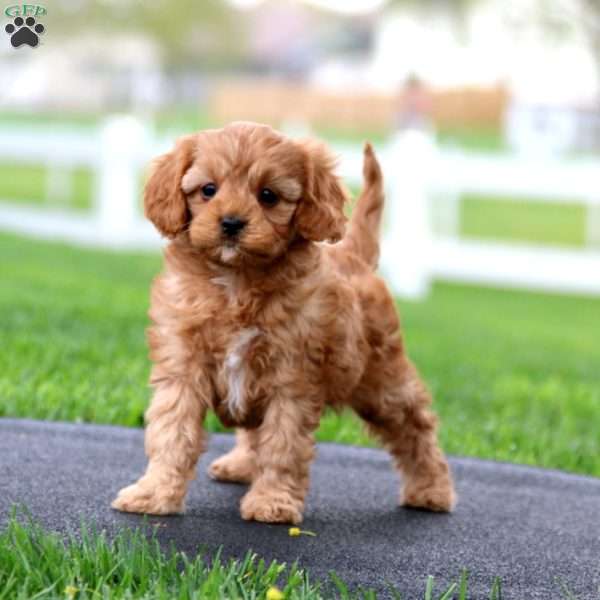 Colby, Cavapoo Puppy