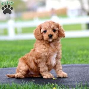 Colby, Cavapoo Puppy