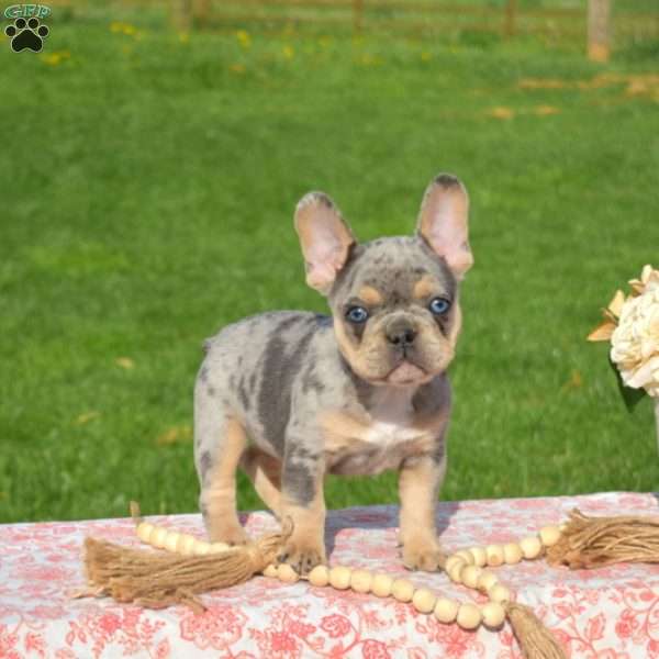 Cookie, French Bulldog Puppy