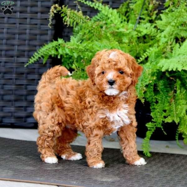 Cookie, Miniature Poodle Puppy