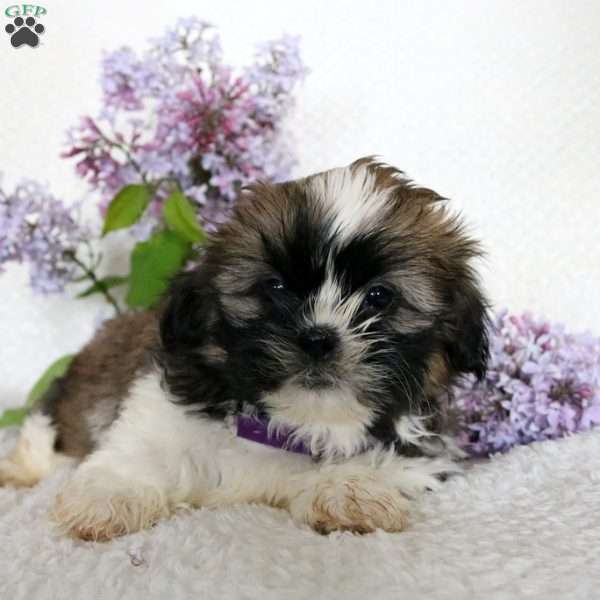 Cookie, Shih Tzu Puppy