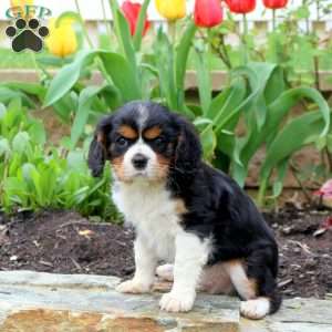 Cooper, Cavalier King Charles Spaniel Puppy