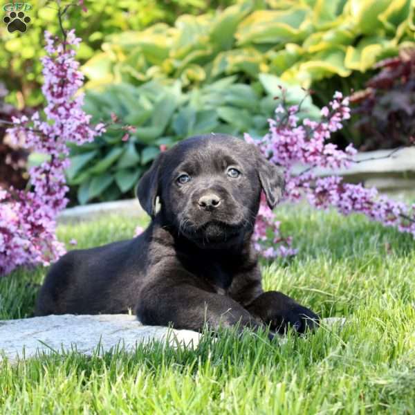 Corey, Black Labrador Retriever Puppy