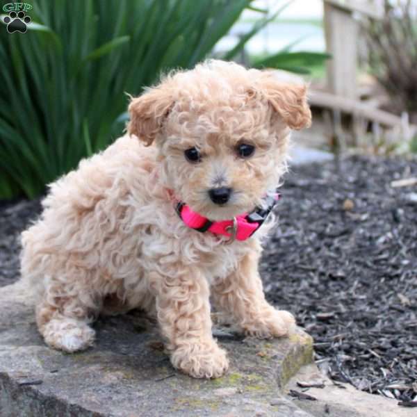 Cutie, Bich-Poo Puppy