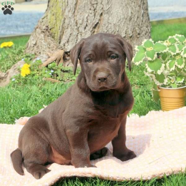 Cypress, Chocolate Labrador Retriever Puppy