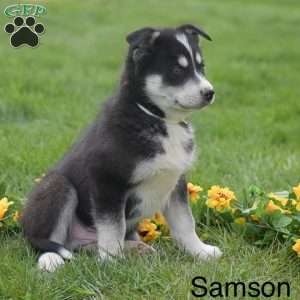Samson, Pomsky Puppy