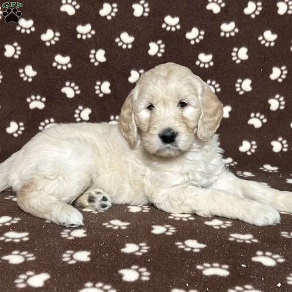 TIANA, Goldendoodle Puppy