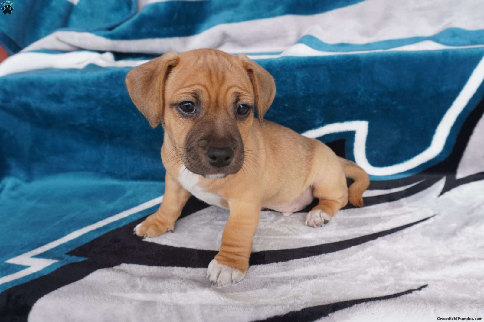 Rocky - Jug Puppy For Sale in Pennsylvania