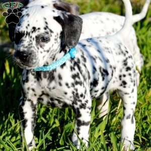 Cinder Aqua, Dalmatian Puppy