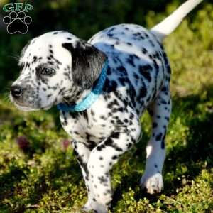 Cinder Aqua, Dalmatian Puppy