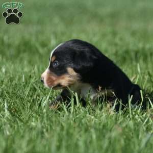 Meadow, Greater Swiss Mountain Dog Puppy