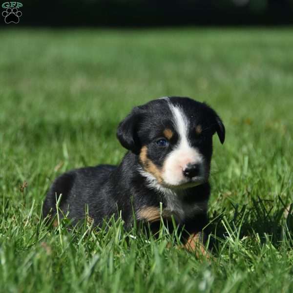 Sky, Greater Swiss Mountain Dog Puppy