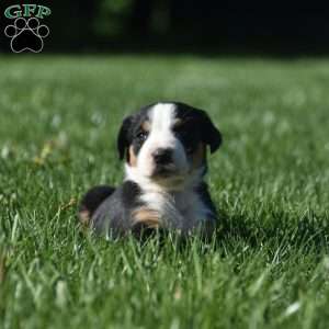 Willow, Greater Swiss Mountain Dog Puppy
