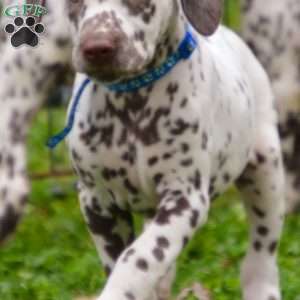 Flame blue, Dalmatian Puppy