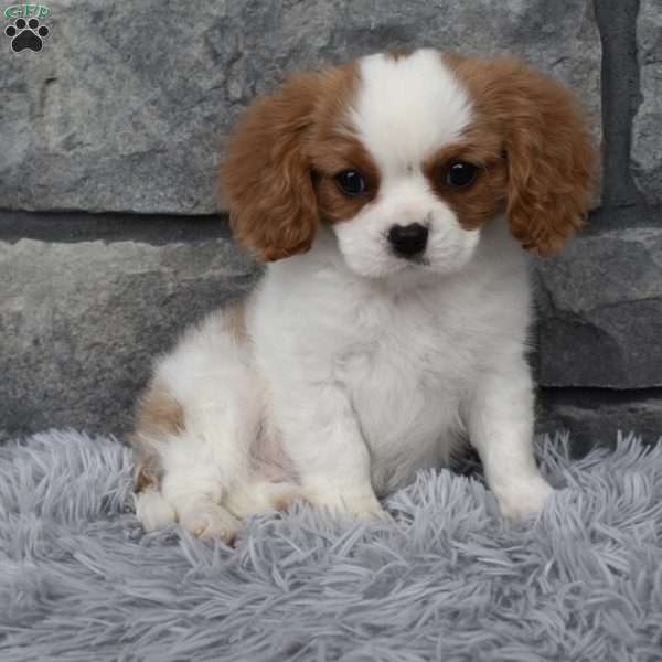 Axel, Cavalier King Charles Spaniel Puppy