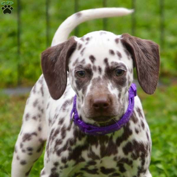 Blaze purple, Dalmatian Puppy