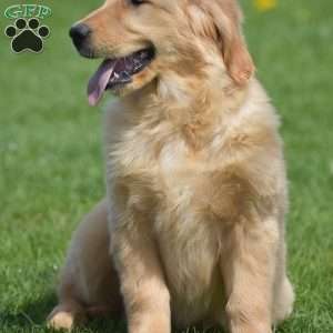 Lacey, Golden Retriever Puppy