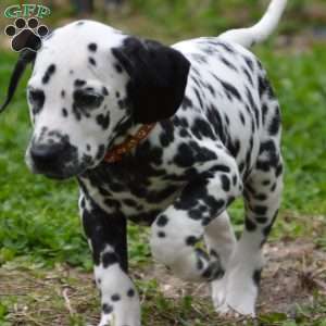 Fire brown, Dalmatian Puppy