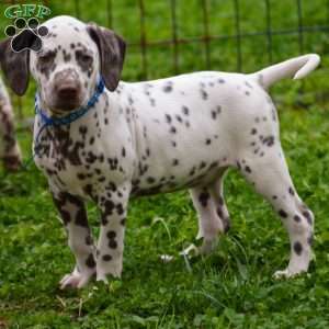 Flame blue, Dalmatian Puppy