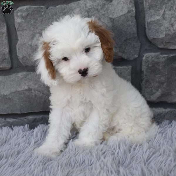 Bella, Cavapoo Puppy