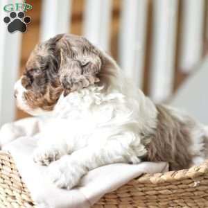 Louie, Mini Goldendoodle Puppy