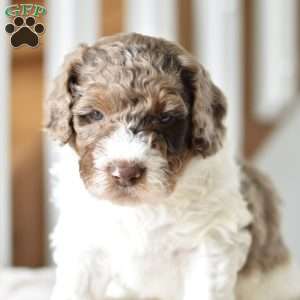 Louie, Mini Goldendoodle Puppy