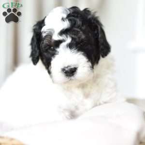 Marley, Mini Goldendoodle Puppy