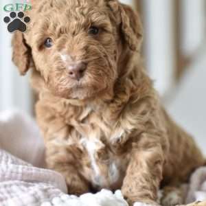 Lula Rose, Mini Goldendoodle Puppy
