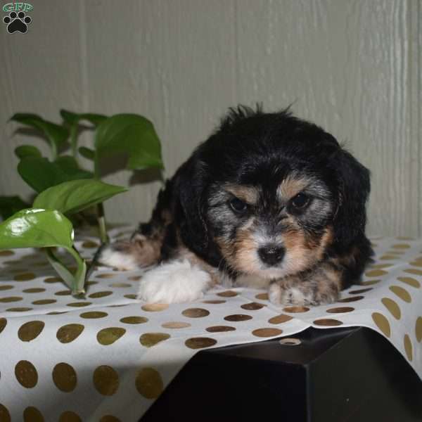 Roxy, Cavapoo Puppy
