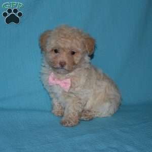 Rose, Toy Poodle Puppy