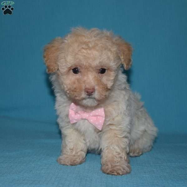 Rose, Toy Poodle Puppy