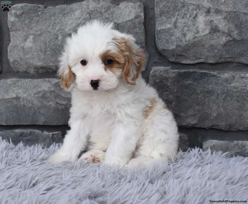Bailey - Cavapoo Puppy For Sale in Ohio