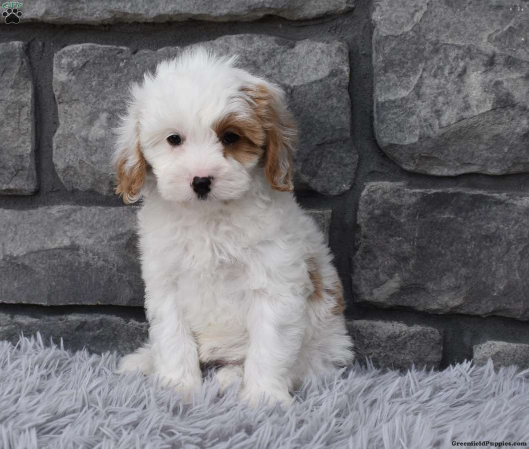 Bailey - Cavapoo Puppy For Sale in Ohio