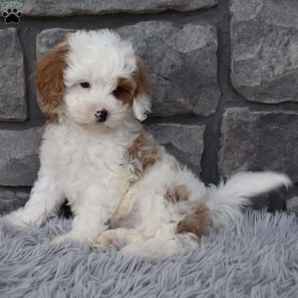 Bentley, Cavapoo Puppy
