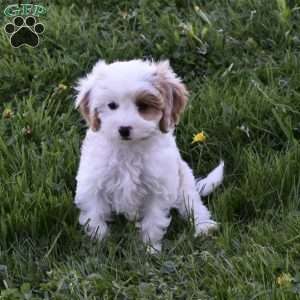 Bailey, Cavapoo Puppy