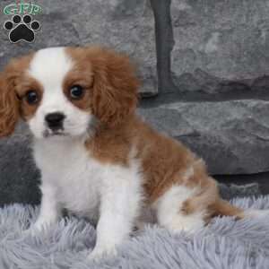 Ace, Cavalier King Charles Spaniel Puppy