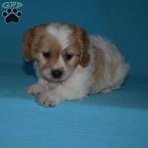 Millie, Cavachon Puppy